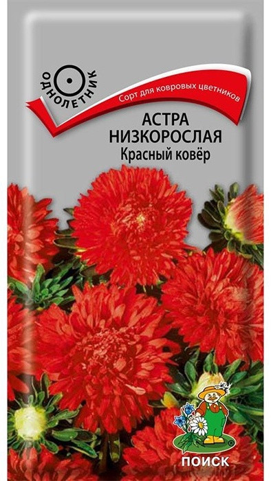 Семана астры низкорослой «Красный ковер» | Поиск