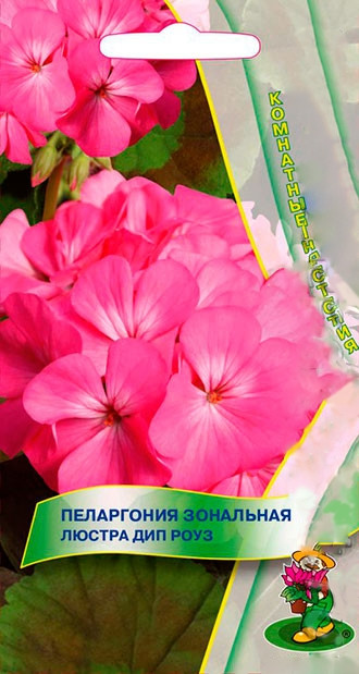 Пеларгония Люстра Дип Роуз | Поиск