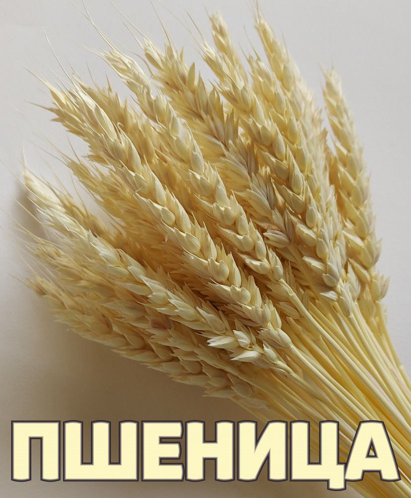Набор сухоцветов «Пшеница»