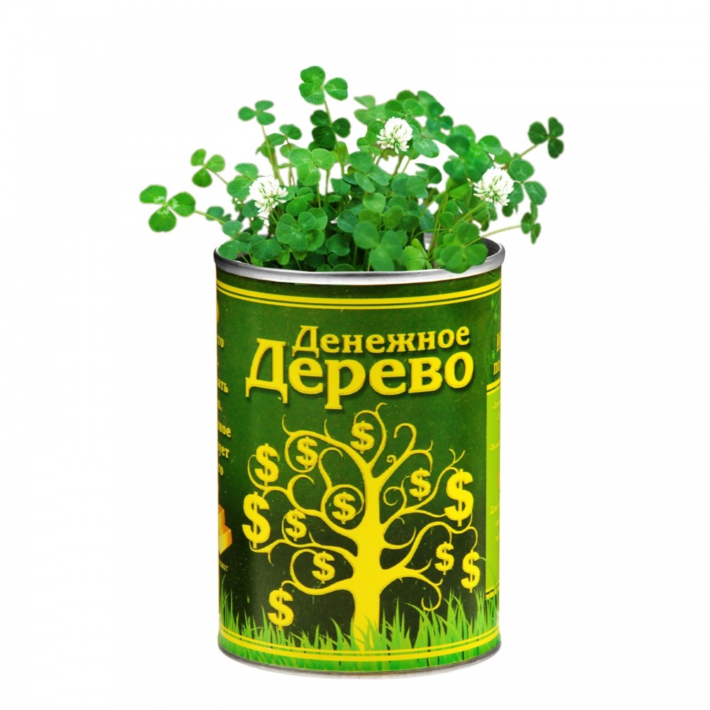 Растущая трава в консервной банке «Денежное дерево», клевер