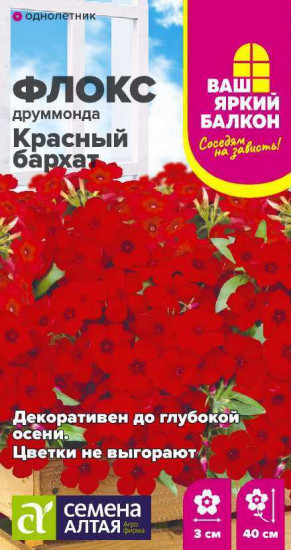 Семена флокса «Красный бархат»