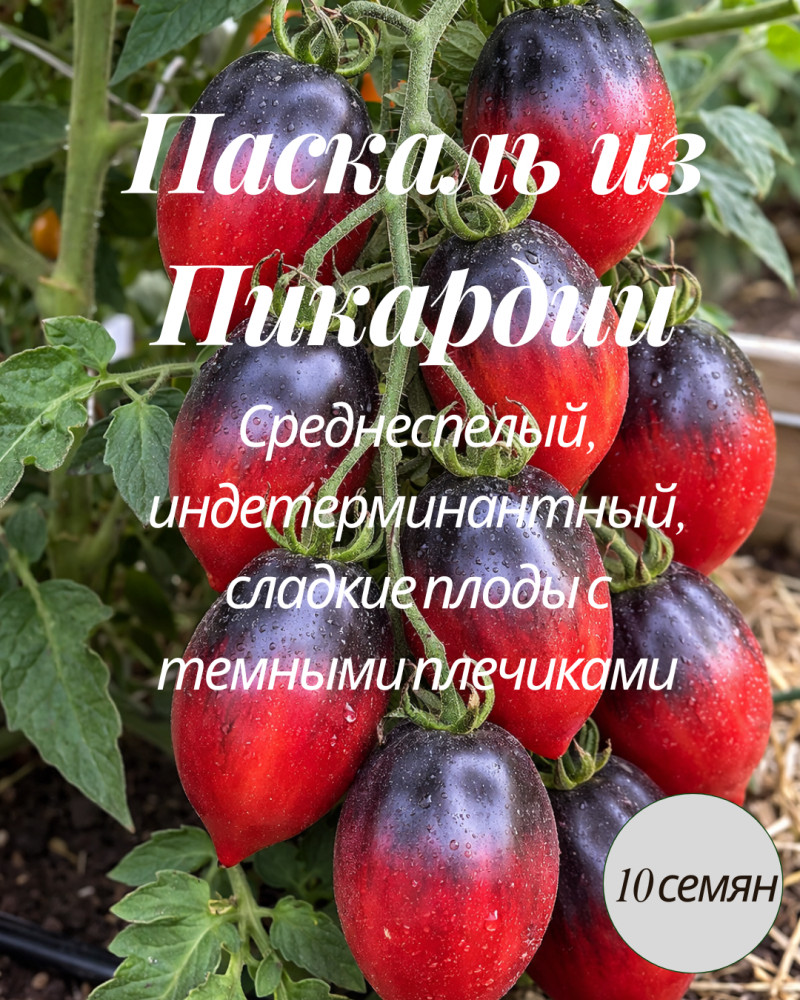 Семена коллекционные томата «Паскаль из Пикардии» | Mevsim