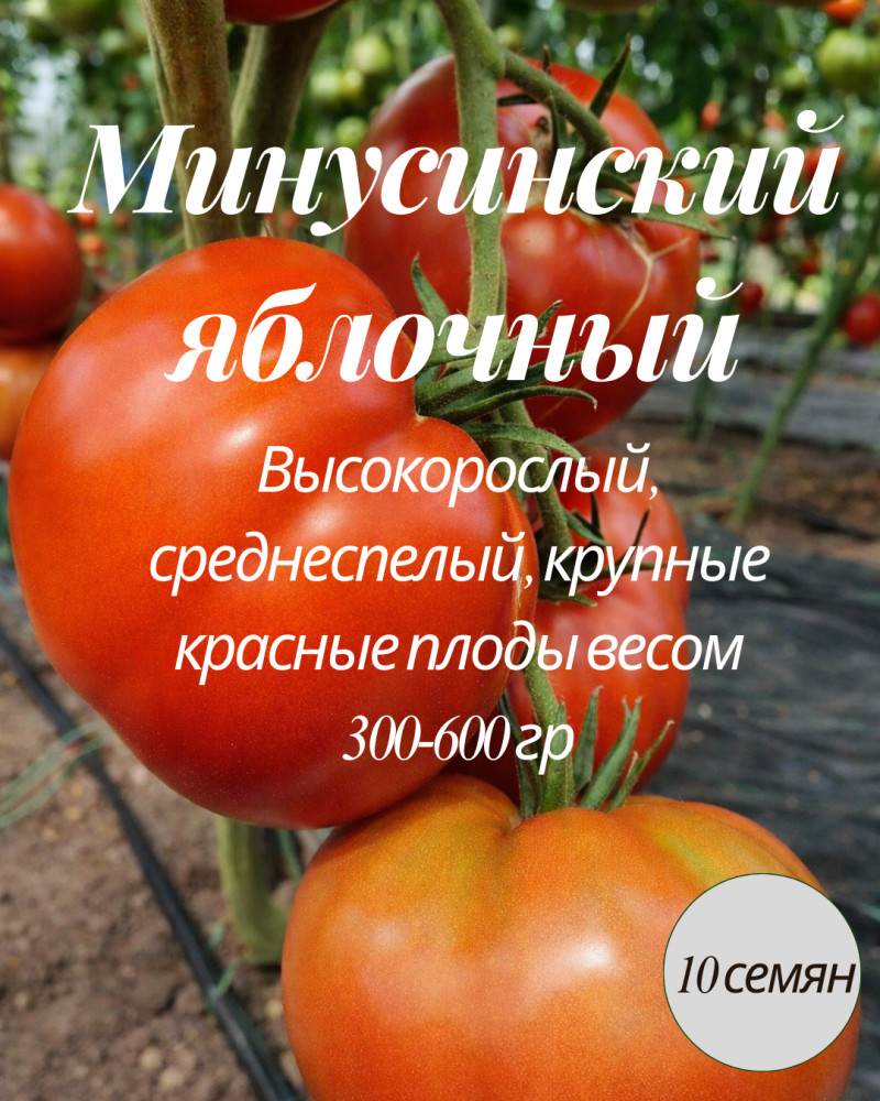 Коллекционные семена томата «Минусинский яблочный» | Mevsim
