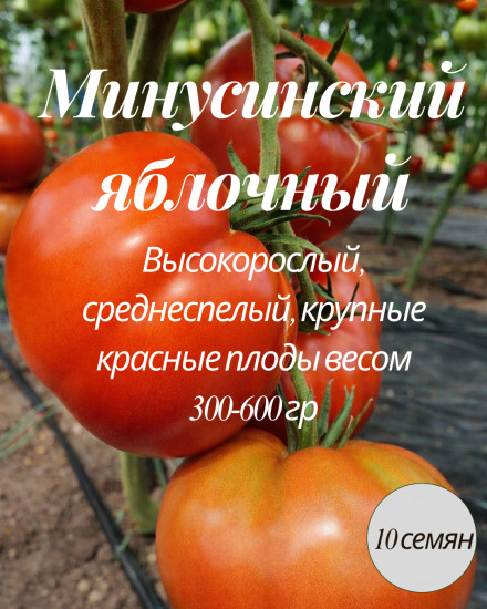 Коллекционные семена томата «Минусинский яблочный»