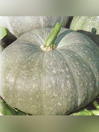 Семена тыквы «Лечебная»