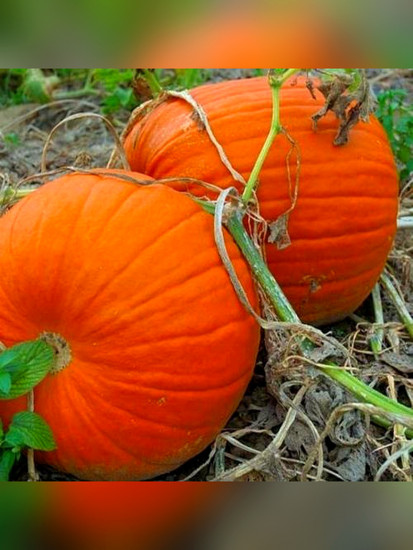 Семена тыквы крупноплодной «Коннектикут филд»