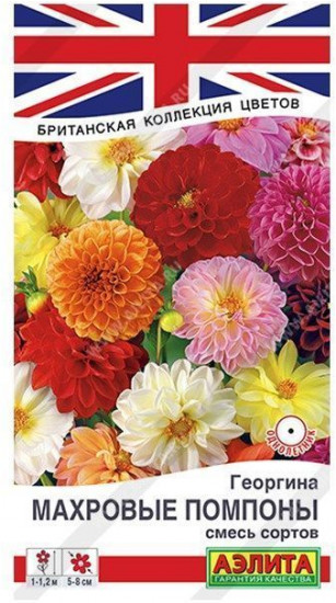 Георгина «Махровые помпоны» смесь сортов