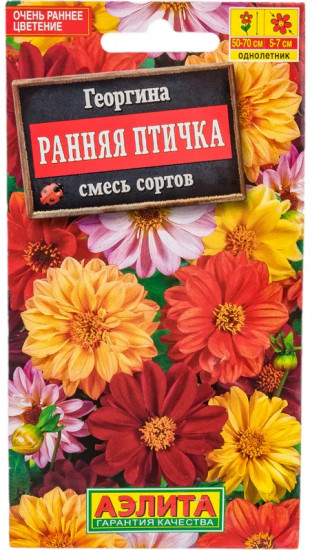 Семена георгинов «Ранняя птичка махровая»