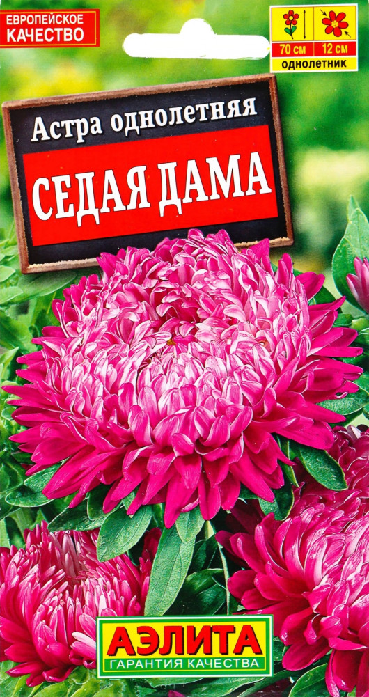 Астра «Седая Дама» | Аэлита