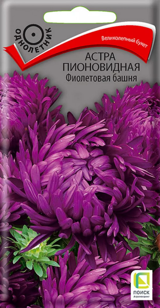 Астра «Фиолетовая башня пионовидная» | Поиск