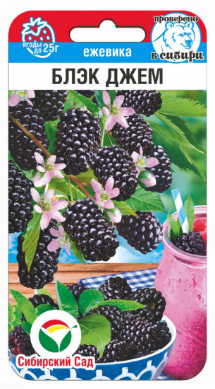 Ежевика «Блэк Джем»