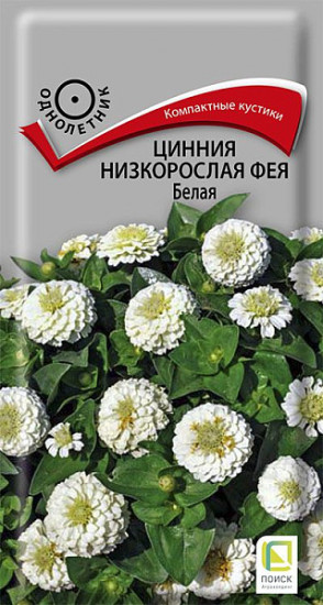 Цинния фея белая низкорослая