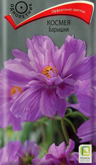 Космея «Барышня»