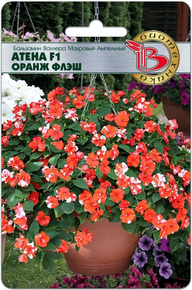 Семена бальзамина «Валлера махровый ампельный. Атена F1 Оранж Флеш» | Биотехника