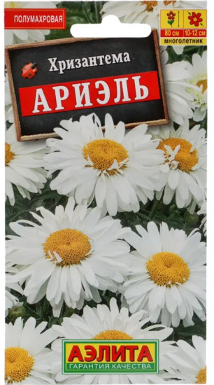 Хризантема «Ариэль Многолетняя»