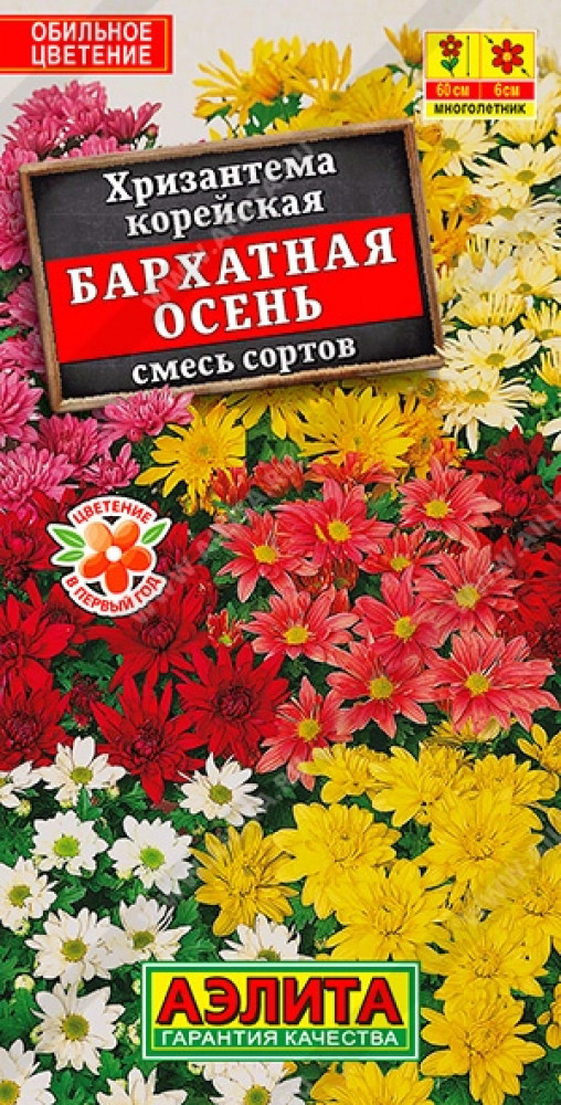 Хризантема корейская «Бархатная осень» | Аэлита