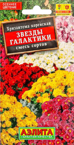 Хризантема «Звезды галактики»