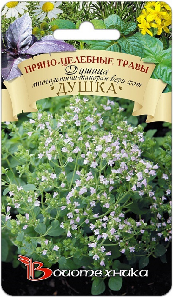Семена душицы «Многолетний майоран Вери хот Душка» | Пряно-целебные травы | Биотехника