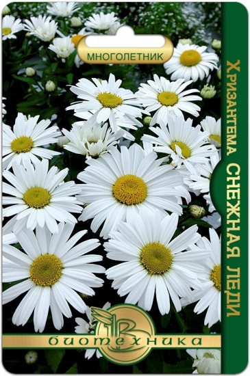 Семена хризантемы «Снежная леди»