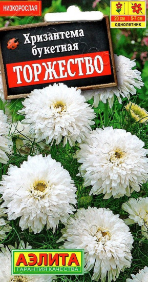 Семена хризантемы «Торжество»