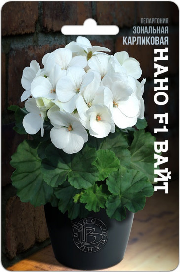 Пеларгония зональная карликовая «Нано F1 Вайт»