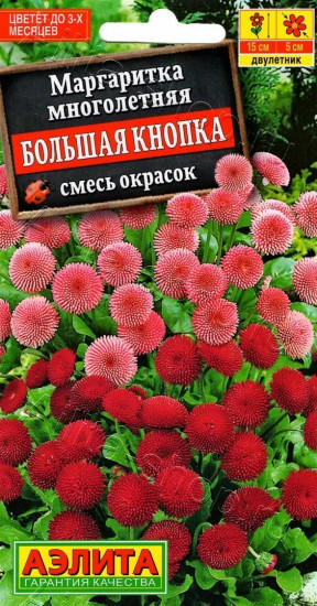 Маргаритка «Большая кнопка»