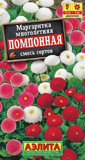 Маргаритка «Помпонная»