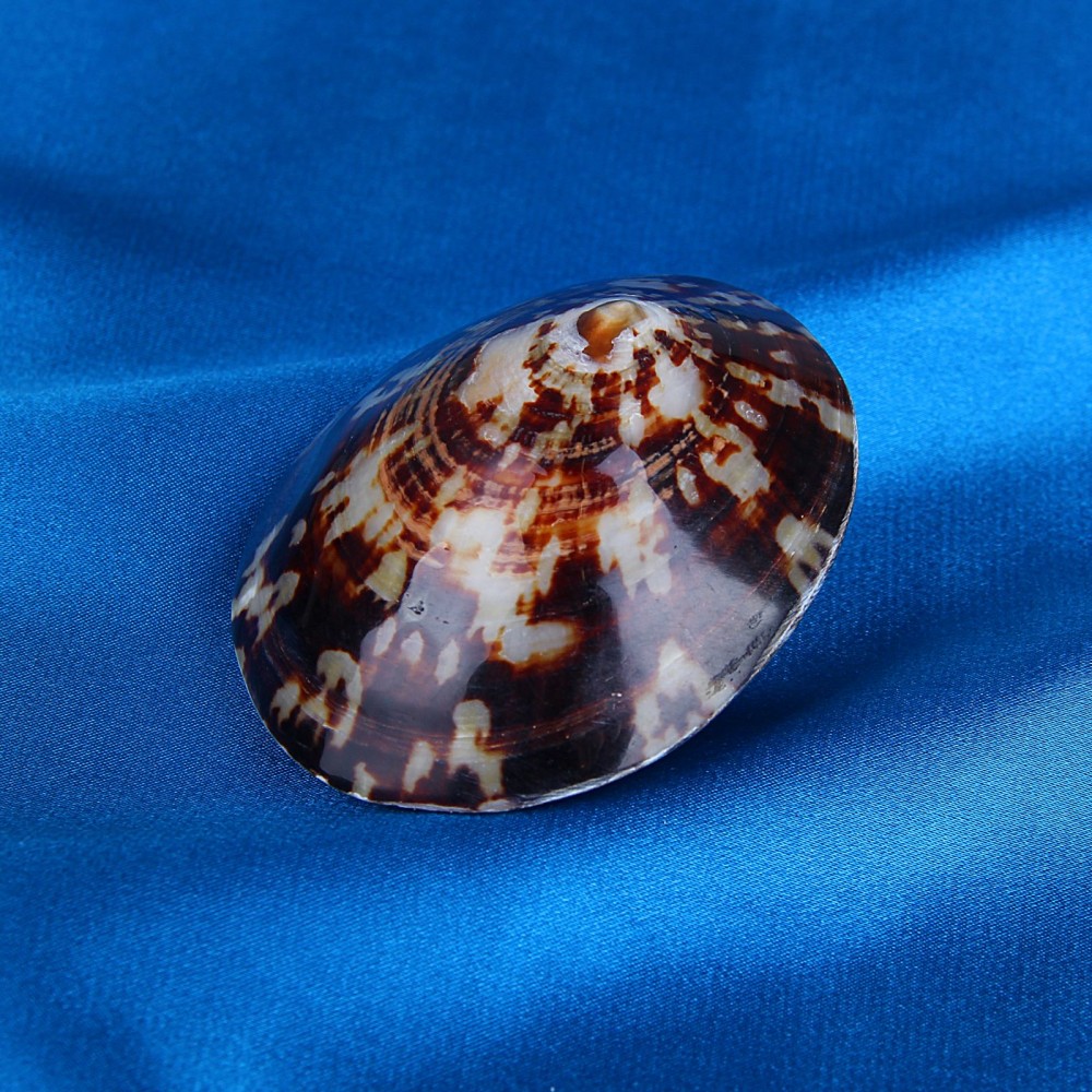 Морская раковина декоративная погремушка черная