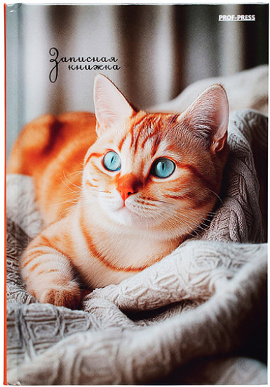 Записная книжка «Фото котика-2»