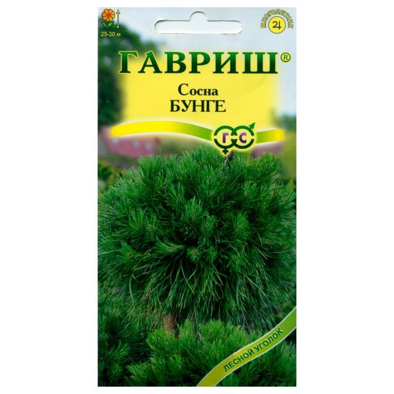 Семена. Сосна «Бунге», 3 шт | Лесной уголок | Гавриш