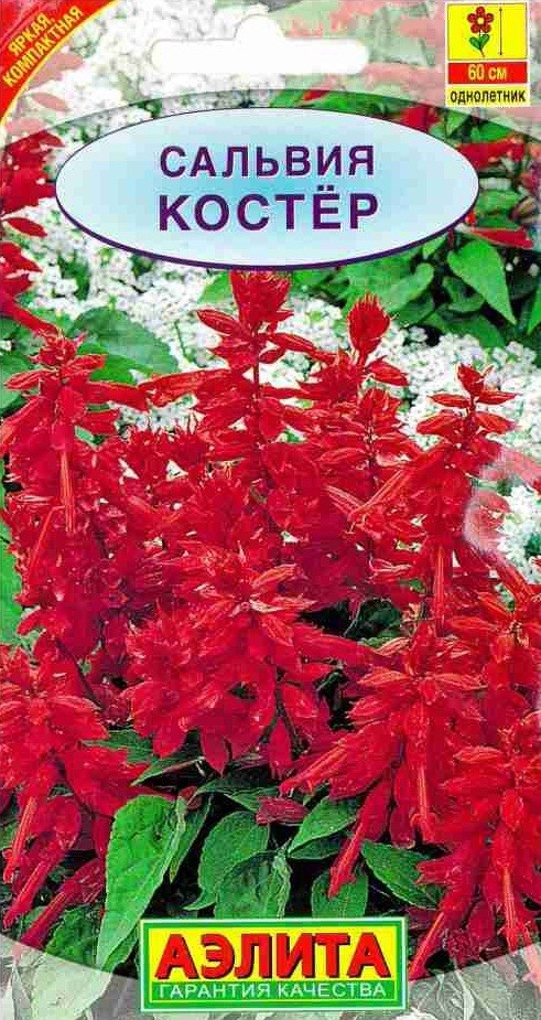 Семена. Сальвия «Костер», 0,1 г | Однолетние цветы (Аэлита) | Аэлита