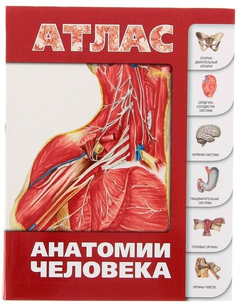 Атлас анатомии человека