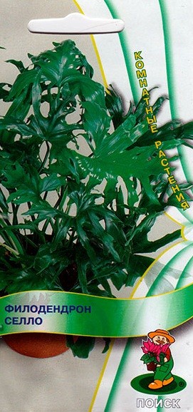Семена. Филодендрон «Селло» | Комнатные растения | Поиск