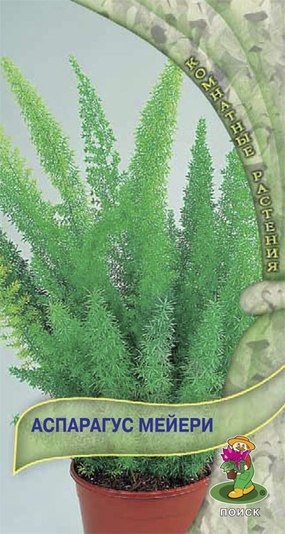 Семена. Аспарагус «Мейери» | Комнатные растения | Поиск