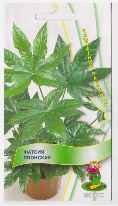 Семена. Фатсия Японская | Комнатные растения | Поиск