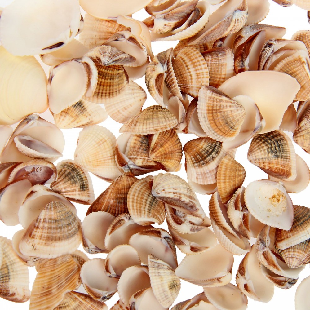 Набор ракушек, 100 гр | Пижон