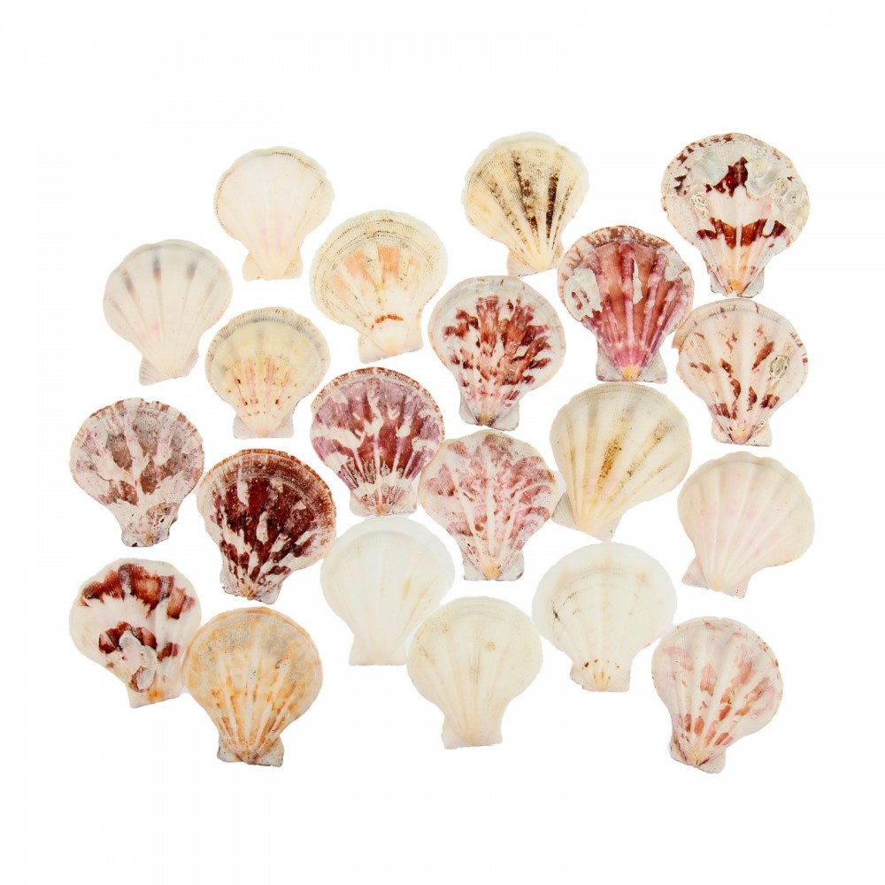 Набор ракушек 100 гр | Пижон