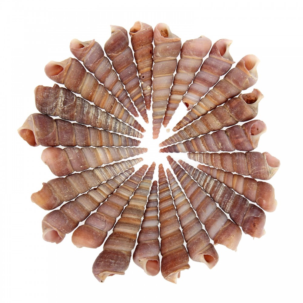 Набор ракушек 100 гр | Пижон