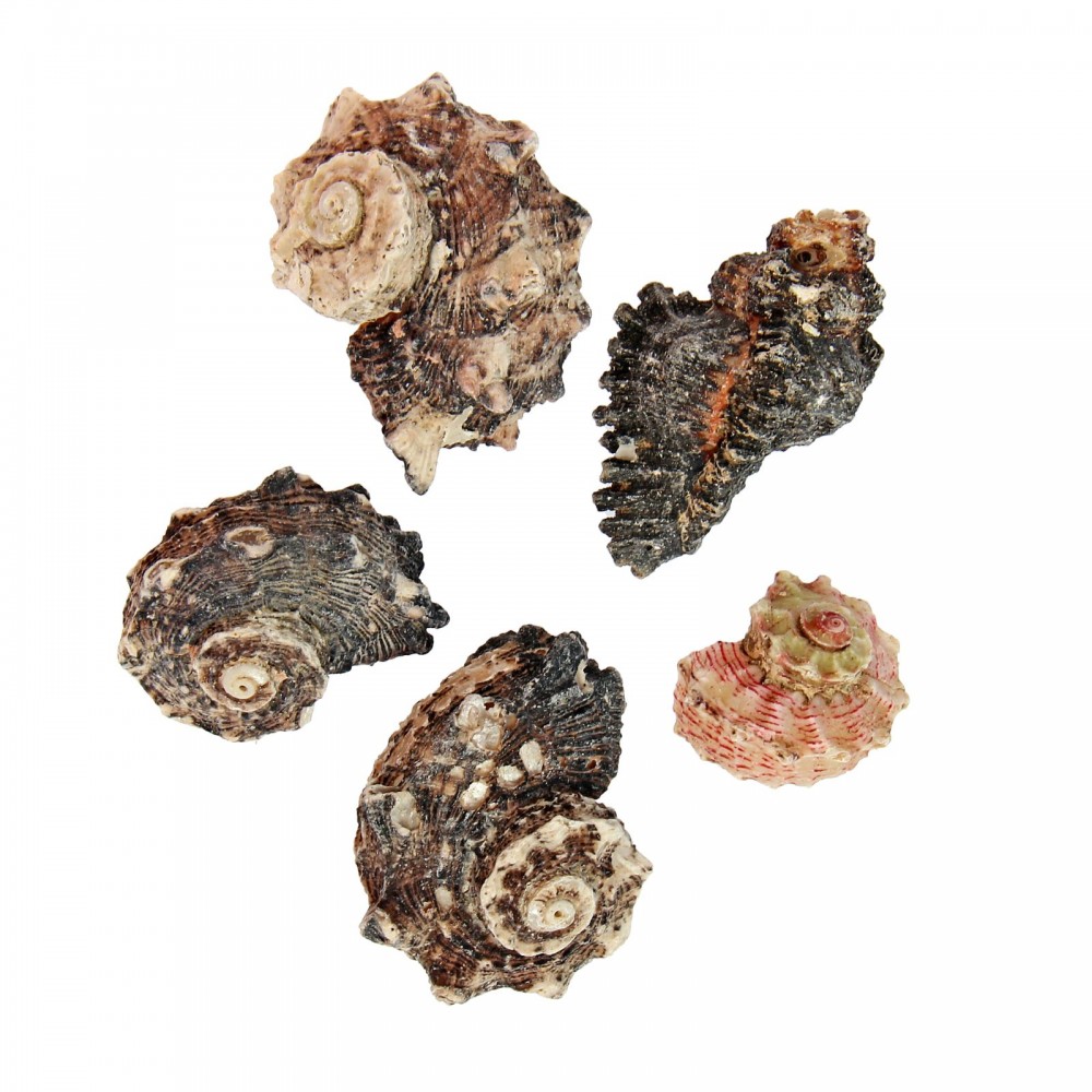 Набор ракушек, внутри перламутр, 100 г | Пижон