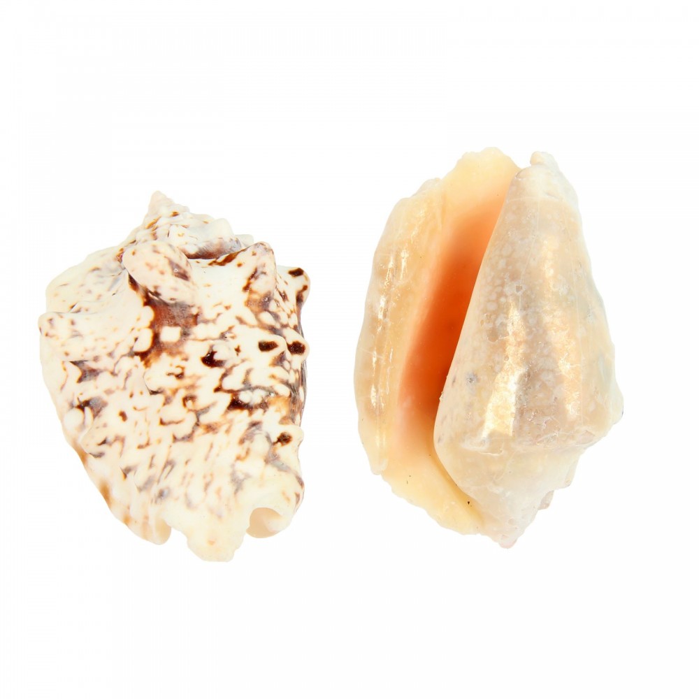 Набор ракушек (2 шт) | Пижон