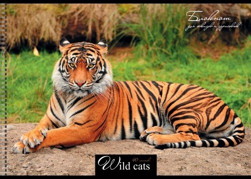 Альбом для рисования «Бенгальский тигр», 40 листов | Альбомы для рисования, 40 листов | Канц-Эксмо