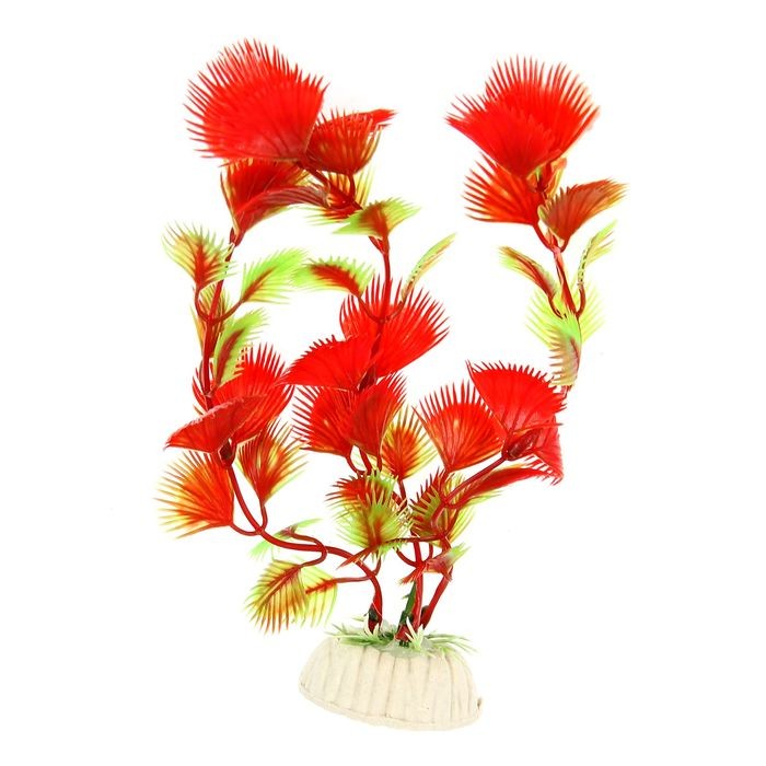 Растение аквариумное, до 20 см