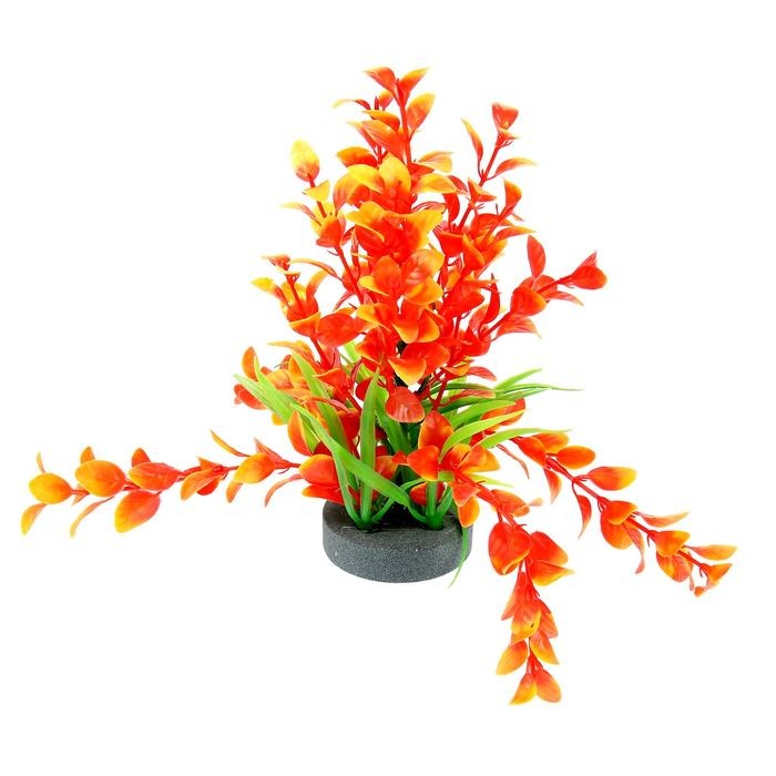 Растение с распылителем, 14х14х20 см