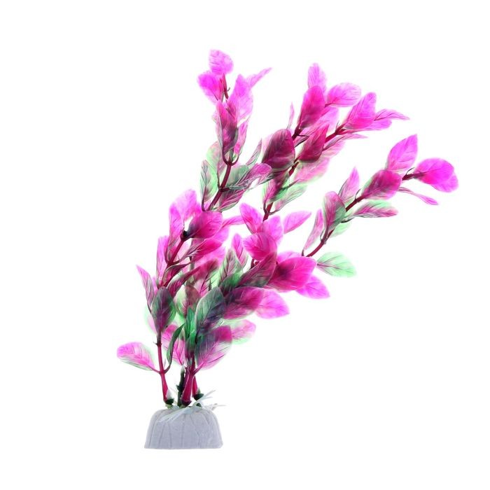 Растение аквариумное Ротала, 20 см