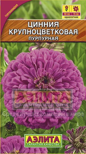 Цинния «Крупноцветковая», пурпурная, 0,3 г | Однолетник | Аэлита