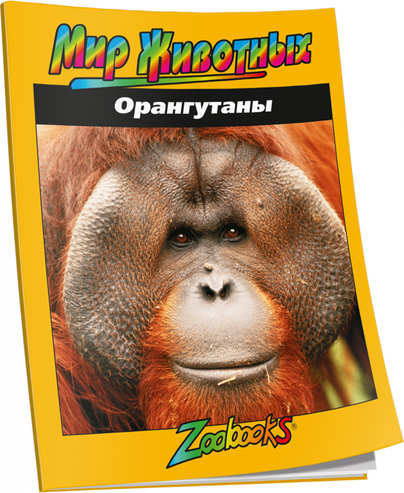 Орангутаны