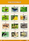 Плакат. Насекомые