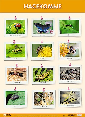 Плакат. Насекомые | Плакаты большого формата