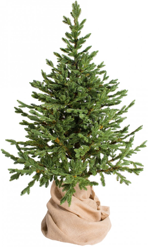 Ель комнатная «Датская», 150 см | Премиум | Green Trees