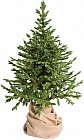 Ель комнатная «Датская», 150 см